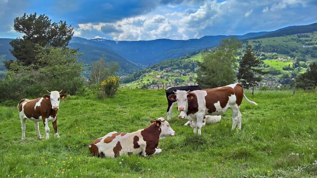 Location Elfe Lägenhet Stosswihr Exteriör bild